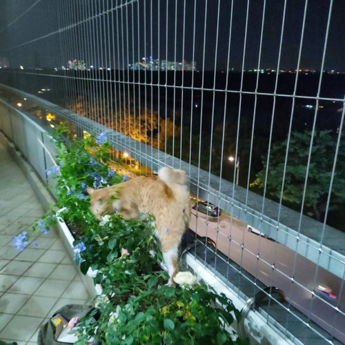 LƯỚI AN TOÀN BẢO VỆ THÚ CƯNG MÈO, CHÓ ĐẢM BẢO